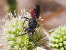  Sphecodes Latreille, 1804