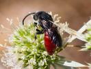  Sphecodes Latreille, 1804