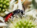  Sphecodes Latreille, 1804