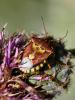  Codophila varia (Fabricius, 1787)