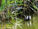 Poule-d'eau, Gallinule poule-d'eau Gallinula chloropus (Linnaeus, 1758)