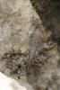  Machilinus rupestris (Lucas, 1846)