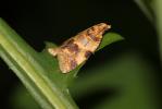  Epagoge grotiana (Fabricius, 1781)