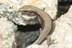 Lézard de Bonnal Iberolacerta bonnali (Lantz, 1927)
