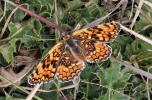 Mélitée des Centaurées (La), Grand Damier (Le) Melitaea phoebe (Denis & Schiffermüller, 1775)