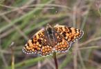 Mélitée des Centaurées (La), Grand Damier (Le) Melitaea phoebe (Denis & Schiffermüller, 1775)
