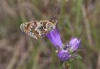 Mélitée des Centaurées (La), Grand Damier (Le) Melitaea phoebe (Denis & Schiffermüller, 1775)