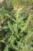 Cirse épineux Cirsium spinosissimum (L.) Scop., 1769