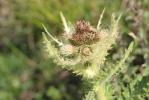 Cirse épineux Cirsium spinosissimum (L.) Scop., 1769