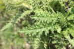 Cirse épineux Cirsium spinosissimum (L.) Scop., 1769