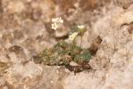 Saxifrage bleue, Saxifrage bleuâtre Saxifraga caesia L., 1753