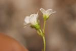 Saxifrage bleue, Saxifrage bleuâtre Saxifraga caesia L., 1753