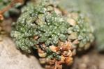 Saxifrage bleue, Saxifrage bleuâtre Saxifraga caesia L., 1753