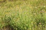 Épervière velue Hieracium villosum Jacq., 1762