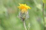 Épervière velue Hieracium villosum Jacq., 1762