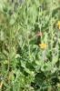 Épervière velue Hieracium villosum Jacq., 1762