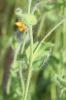 Épervière velue Hieracium villosum Jacq., 1762