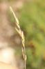 Avoine panachée Helictochloa versicolor (Vill.) Romero Zarco, 2011