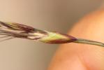 Avoine panachée Helictochloa versicolor (Vill.) Romero Zarco, 2011