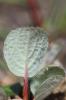Saule à réseau, Saule à feuilles réticulées Salix reticulata L., 1753