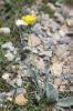Épervière tomenteuse Hieracium tomentosum L., 1755