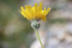 Épervière tomenteuse Hieracium tomentosum L., 1755