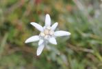 Edelweiss Leontopodium nivale (Ten.) A.L.P.Huet ex Hand.-Mazz., 1927