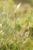 Saule rampant Salix repens subsp. repens L., 1753