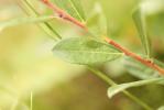 Saule rampant Salix repens subsp. repens L., 1753