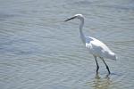 Aigrette garzette Egretta garzetta (Linnaeus, 1766)