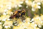  Dinetus pictus (Fabricius, 1793)