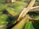 Agrion élégant Ischnura elegans (Vander Linden, 1820)