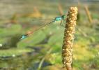 Agrion élégant Ischnura elegans (Vander Linden, 1820)