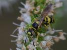  Philanthus pulchellus Spinola, 1843