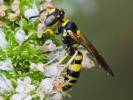  Philanthus pulchellus Spinola, 1843