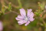 Chicorée amère, Barbe-de-capucin Cichorium intybus L., 1753