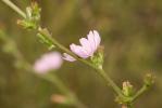 Chicorée amère, Barbe-de-capucin Cichorium intybus L., 1753