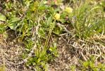 Tofieldie à calicule Tofieldia calyculata (L.) Wahlenb., 1812