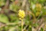 Tofieldie à calicule Tofieldia calyculata (L.) Wahlenb., 1812