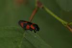 Cercope, Crachat de coucou Cercopis vulnerata Rossi, 1807