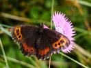 Moiré blanc-fascié (Le), Grand nègre hongrois (Le) Erebia ligea (Linnaeus, 1758)