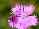  Stenurella melanura (Linnaeus, 1758)