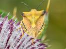  Carpocoris fuscispinus (Boheman, 1850)