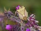  Carpocoris fuscispinus (Boheman, 1850)