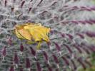  Carpocoris fuscispinus (Boheman, 1850)