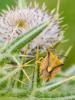  Carpocoris fuscispinus (Boheman, 1850)
