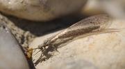  Neuroleon ochreatus (Navás, 1904)