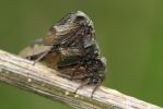 Demi-diable Centrotus cornutus (Linnaeus, 1758)