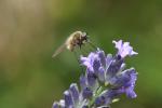  Bombylisoma 