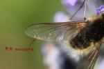  Bombylisoma 